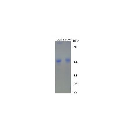 SDS-PAGE