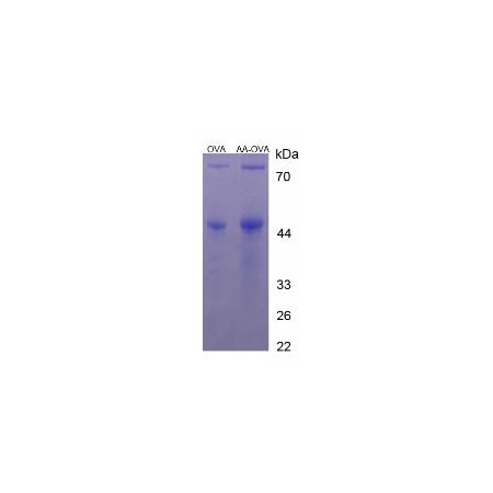 SDS-PAGE