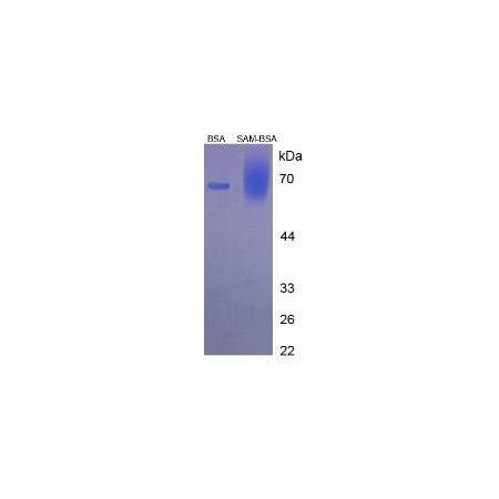 SDS-PAGE