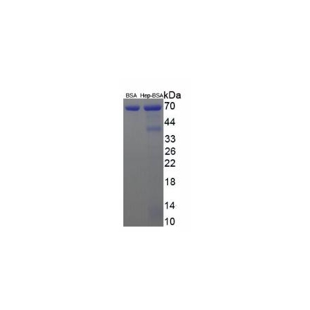SDS-PAGE