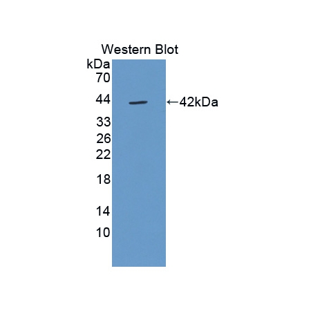 FK506-binding protein-like