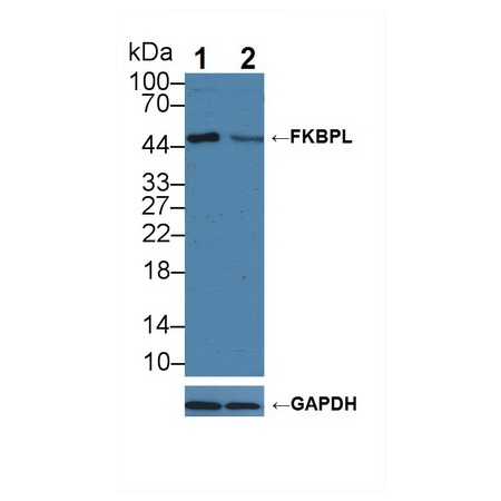 WT and KO HL60 Cell Lysate