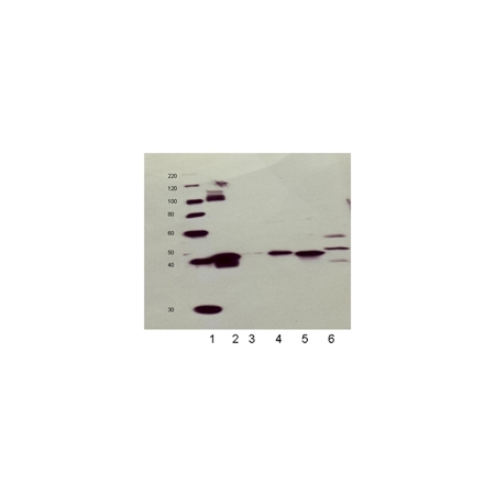 HO-1 Recombinant Protein, Human Liver Microsomes, Rat Liver Microsomes, Mouse Liver Microsomes, Canine Liver Microsomes