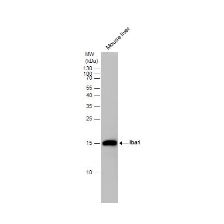 Mouse tissue extracts