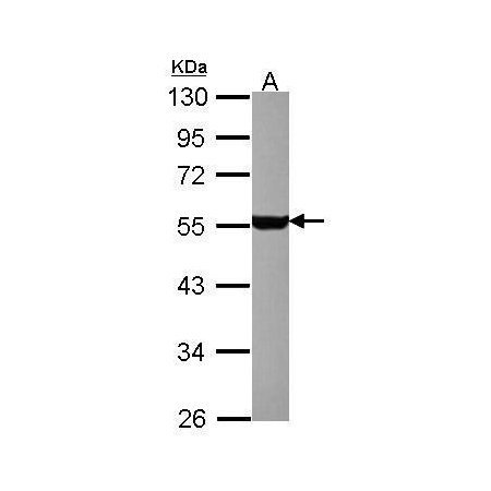 D-hippocampus C9 lysate/extract