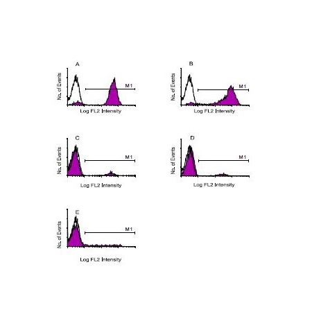 Human peripheral blood mononuclear