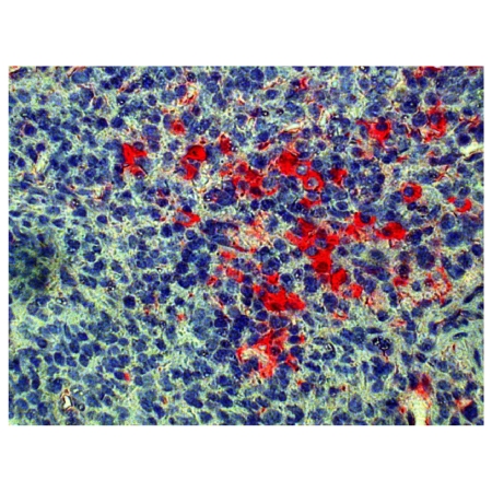 Paraffin embedded mouse spleen section