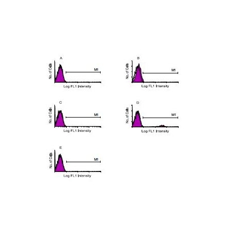 Human peripheral blood mononuclear