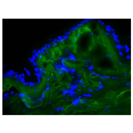 Frozen chicken dermal tissue section