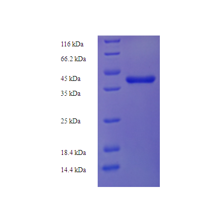 Protein SDS-PAGE