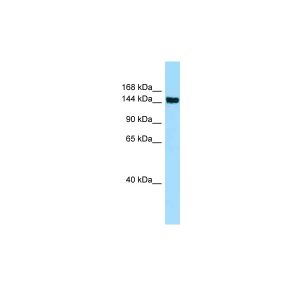 Human HepG2