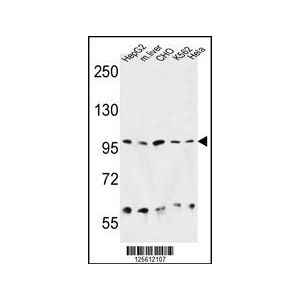 HepG2, CHO, K562, Hela cell, mouse liver tissue