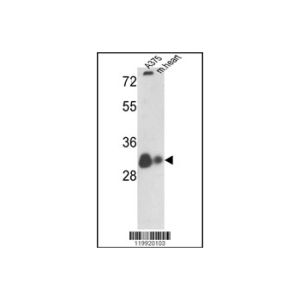 A375 and mouse heart