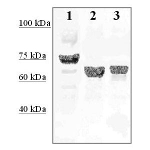 HT-29, Mouse Liver, Mouse Lung 