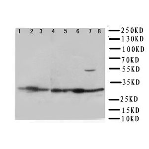 Rat Skeletal Muscle, Heart,Liver, Hela, A431, A549, SMMC, HT1080