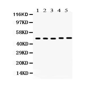 Human Placenta, Rat Kidney, Rat Liver, Rat Pancreas, HELA 