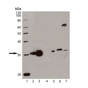 HO-1, HO-2, MDBK cell lysate, Dog liver microsome, Mouse liver microsome