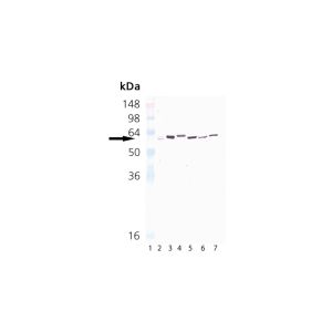 GroEL Recombinant E. coli Protein, HSP60 Recombinant Human Protein, HSP65 Recombinant Mycobacterium bovis Protein, HeLa Cell Lysate, PC-12 Cell Lysate, 3T3 Cell Lysate