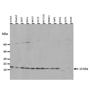 Western Blot