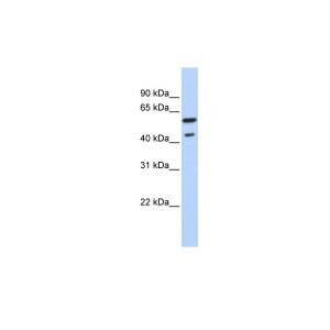 Human MCF-7