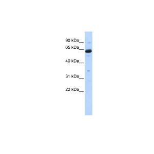 Human 293T