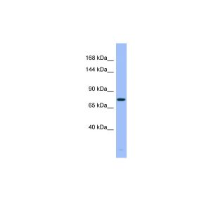 Human Thymus 