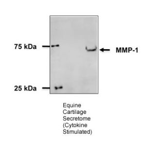 Equine cartilage explants
