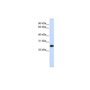 Human 293T