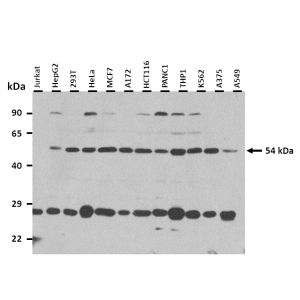 Western Blot