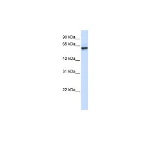 Human 293T