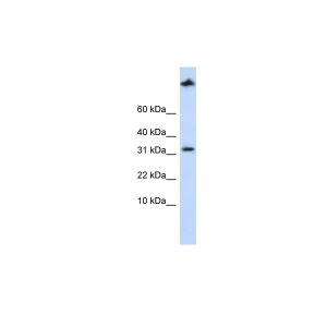 Human MCF-7