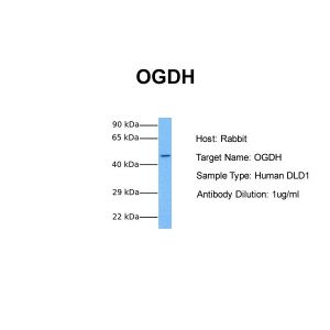 Human DLD1
