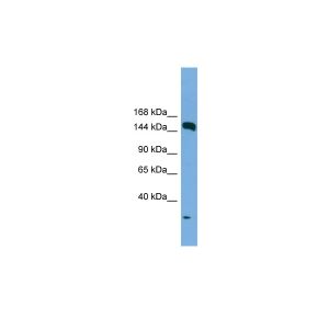 Human HepG2