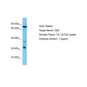 Human 721_B Whole Cell