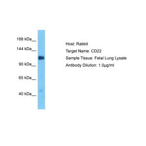 Human Fetal Lung