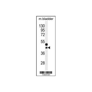 mouse bladder