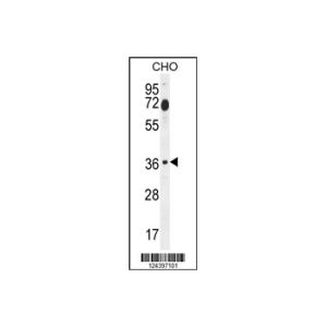 CHO