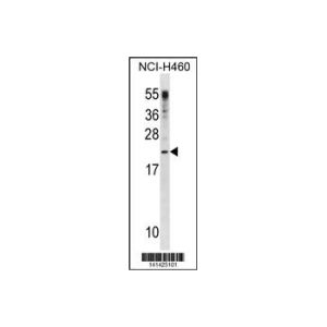 NCI-H460