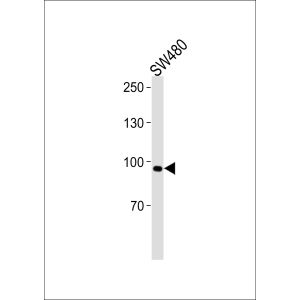 SW480 cell