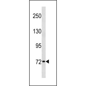 HL-60 cell line lysates (35ug/lane)