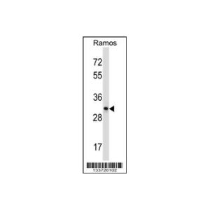 Ramos 