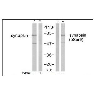 synapsin (Phospho-Ser9)