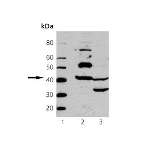 Mouse Heart Tissue Extract, Chicken Heart Tissue Extract