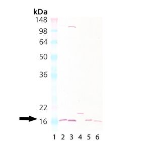 Rat liver tissue lysate, Mouse liver tissue lysate, HeLa, Brain