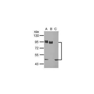 A549 , H1299 , MCF-7 