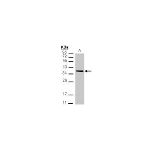 293T 