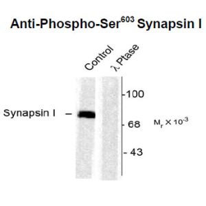 Rat Cortex