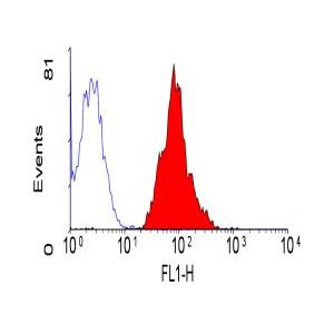 Human peripheral blood lymphocytes