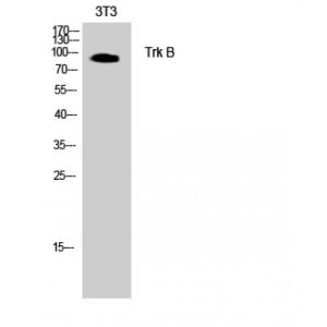 3T3