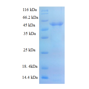 Protein SDS-PAGE